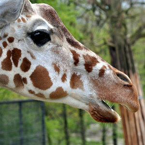 Zoo Münster 220412 015