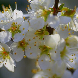 120407 Weissdorn 014 A
