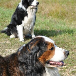 Rusty und Robin 01