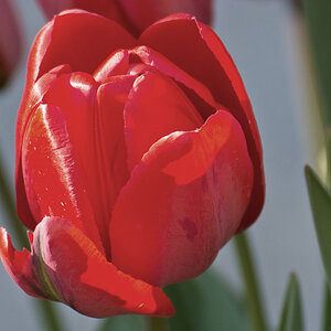 2120409 V1 2742 Tulpe WDW