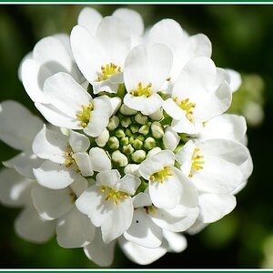 Schleifenblume