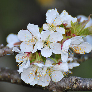Kirschblüte2