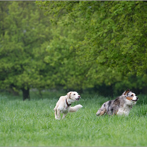 Hundepanorama