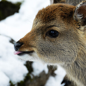 Bambi