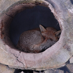 Fuchs
