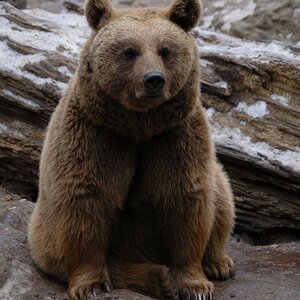 Goldbär