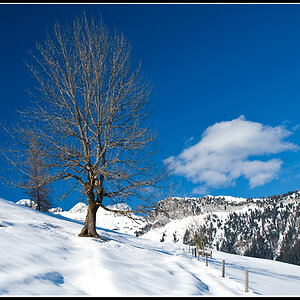 2 Baum