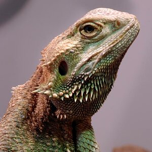 Bartagame DSC5172