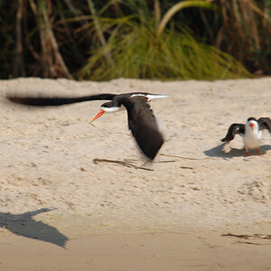 Scherenschnabel - African Skimmer
Brennweite 400, 1/250 sek, ISO 100, F8
Aufgenommen freihand vom Boot mit "Dauerfeuer"
