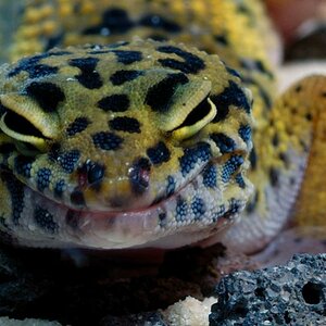 Leopardgecko DSC4983 g
