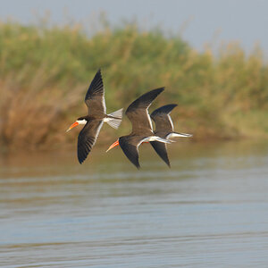 Scherenschnabel - African Skimmer
Brennweite 400, 1/400 sek, ISO 800, F11
Aufgenommen freihand vom Boot mit "Dauerfeuer"