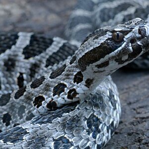 Massasauga Zwergklapperschlange DSC4985