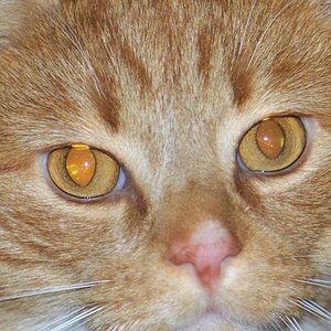 Katze 1434 2