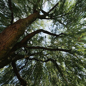 Alsterbaum