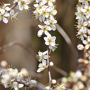 Kirschblüten