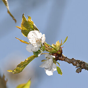 Baumblüte