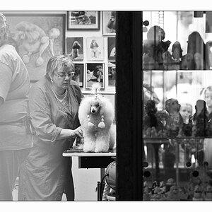 Pudel Friseur, Frankfurt-Höchst