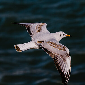 Nikon   Forum Möwe 1