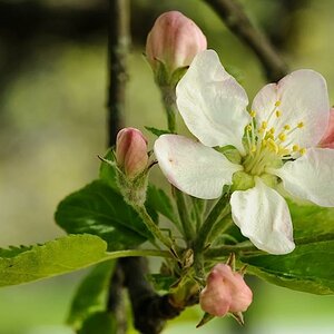 Baum-Blüte