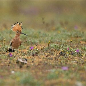 aacomp Extremadura 20120426 11081