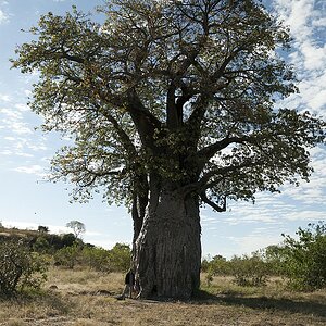 baum2