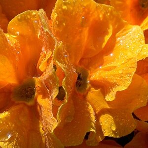 Primel in der Morgensonne