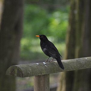 Amsel