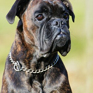 Der beste Freund von Champ