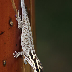 Kenia Mombasa Zwerggecko  (Lygodactylus mombasicus)