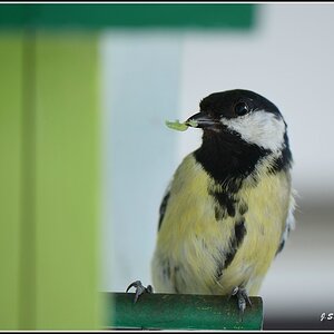 Kohlmeise - Weibchen