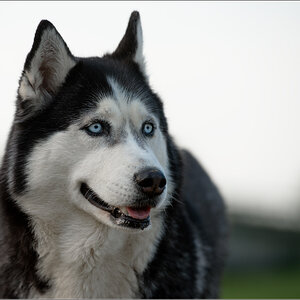 husky