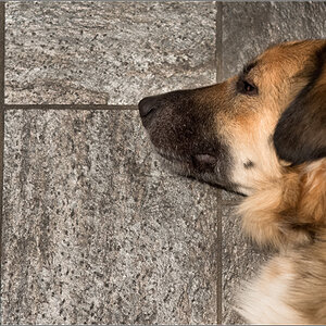 schiefer hund