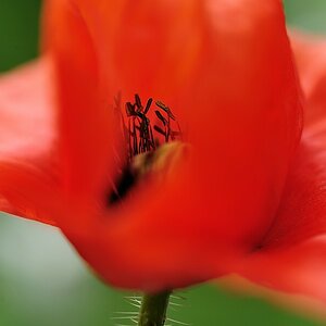 X mohnbluetenstempel
