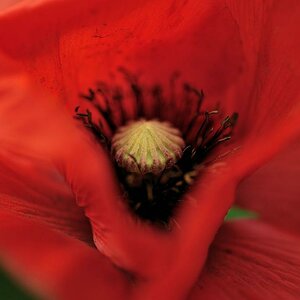 X in der Mohnblüte