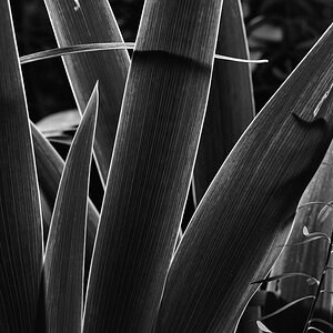 X blaetter bw
