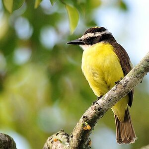 Liktor (Lesser Kiskadee)
Botanischer Garten, Georgetown
8871
