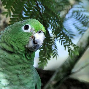 Zwergara (Red Shouldered Macaw)
Botanischer Garten, Georgetown
9411