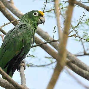 Gelbscheitel Amazone (Yellow Crowned Amazon)
Botanischer Garten, Georgetown
9259