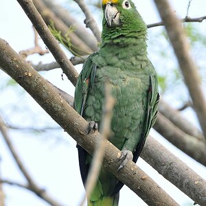 Gelbscheitel (Yellow Crowned Amazon)
Botanischer Garten, Georgetown
9279 h
