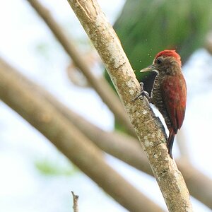 Blutrückenspecht (Blood colored Woodpecker)
endemisch in Nordguyana
Botanischer Garten, Georgetown
9253