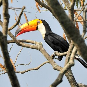 Riesentukan (Toco Toucan)
Botanischer Garten, Georgetown
9615