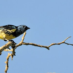 s415 Vogel noch nicht identifiziert
Botanischer Garten, Georgetown
8972