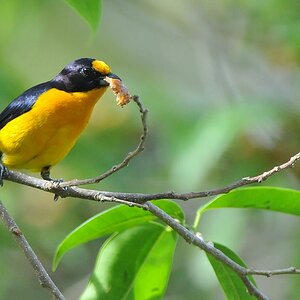 s419 Vogel noch nicht identifiziert
Botanischer Garten, Georgetown
9661