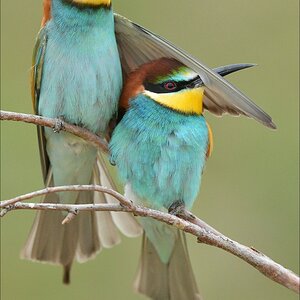 aacomp Extremadura 20120425 9296