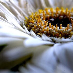 Makro 1