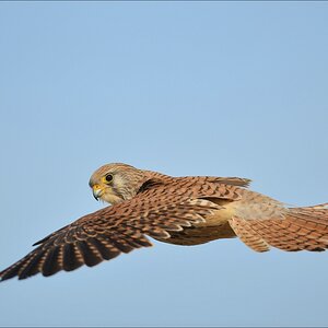 aacomp Extremadura 20120423 5281