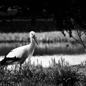 31.03.2012 - Storch - Saline