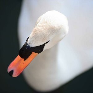 Schwan_BM