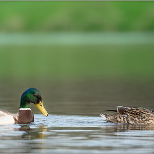 enten