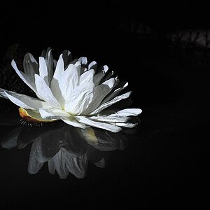 Die Blüten der Wasserlilien (Waterlily)
öffnen sich mit der abendlichen Dämmerung
und schließen sich am Morgen wieder.
Nach drei Nächten bleiben sie o